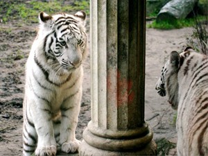 tiger cub in ruin