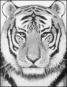 Zuid-Chinese tijger